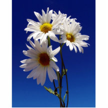 Pretty Daisies Magnet Photo Cutouts