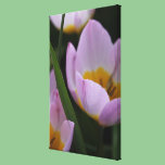 Pretty, elegant purple tulip flowers. canvas prints