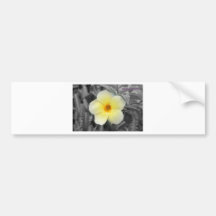 pretty Flower Bumper Stickers