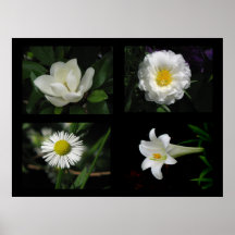 Pretty Flowers Collection White Posters