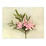 Pretty Flowers Post Cards