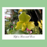Pretty green orchid flower, floral photography postcards