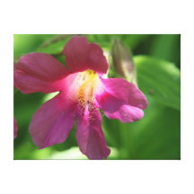 Pretty in Pink Canvas Print