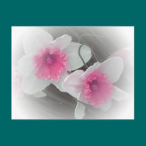 Pretty in Pink Daffodils postcards