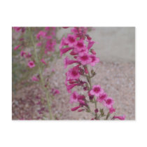 pretty in pink flowers postcard