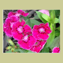 Pretty In Pink Flowers postcards
