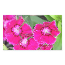 Pretty In Pink Flowers Rectangle Stickers