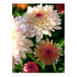 Pretty in Pink Post Card
