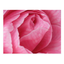 Pretty in Pink Post Cards