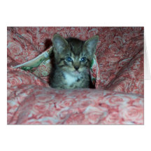 Pretty Kitty Card