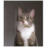 Pretty Kitty t-shirts