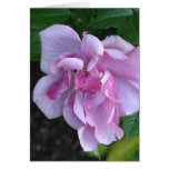 Pretty Lady 092 cards