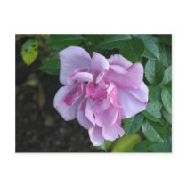 Pretty Lady 092 Post Card