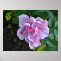 Pretty Lady 092 Poster