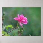 Pretty Lady 093 Print