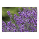 Pretty Lavender Fields Greeting Cards
