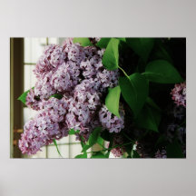 Pretty Lilac Bouquet Poster