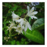 Pretty Little White Flowers Photo