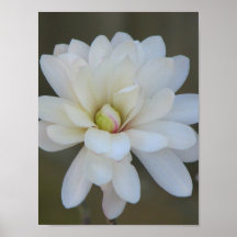 Pretty Magnolia Centennial Bloom Poster
