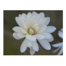 Pretty Magnolia Centennial Postcard