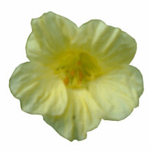 Pretty Nasturtium Photo Sculpture
