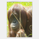 Pretty orangutan close up photograph cards
