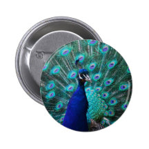 Pretty Peacock Button