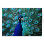 Pretty Peacock Greeting Card