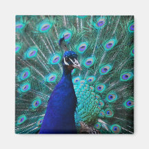 Pretty Peacock Magnet