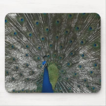 Pretty Peacock Mousepad
