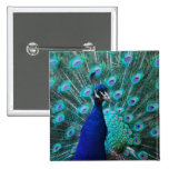 Pretty Peacock Pin