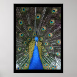 Pretty Peacock Poster