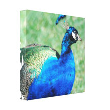 Pretty Peafowl Canvas Print