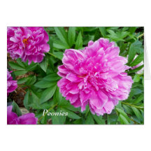 Pretty Peony Flowers in Pink Violet Hues Garden Card