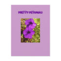 Pretty Petunias postcards
