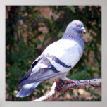 Pretty Pigeon Print