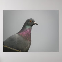 Pretty Pigeon Print