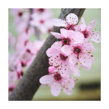 Pretty Pink Cherry Blossom Flowers Gallery Wrap Canvas