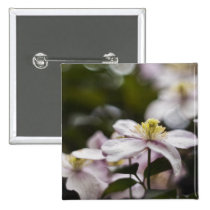 Pretty Pink Clematis flower buttons