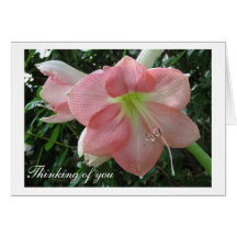 Pretty Pink Lily Cards