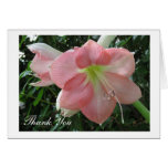 Pretty Pink Lily Cards