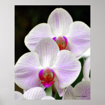 Pretty Pink Orchids Poster