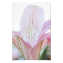 Pretty Pink Pastel Flower Photo Print
