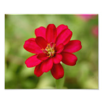 Pretty Pink Petals 10x8 Photographic Print
