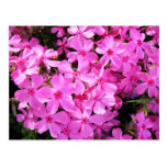 Pretty Pink Phlox Post Card