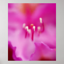Pretty Pink Rhododendron Poster