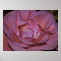 Pretty pink rose and meaning poster