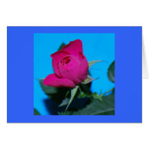 Pretty Pink Rose Greeting Cards