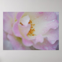 Pretty pink rose poster