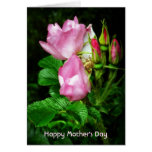 Pretty Pink Roses Photo for a Happy Mother's Day Cards